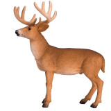 Mojo Jelenec běloocasý