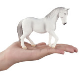 Mojo Lipicán kobyla