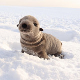 Rappa Plyšový lachtan 30 cm ECO-FRIENDLY