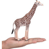 Mojo Žirafa samec