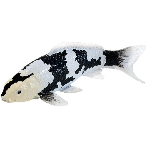 Mojo Kapr koi shiro utsuri